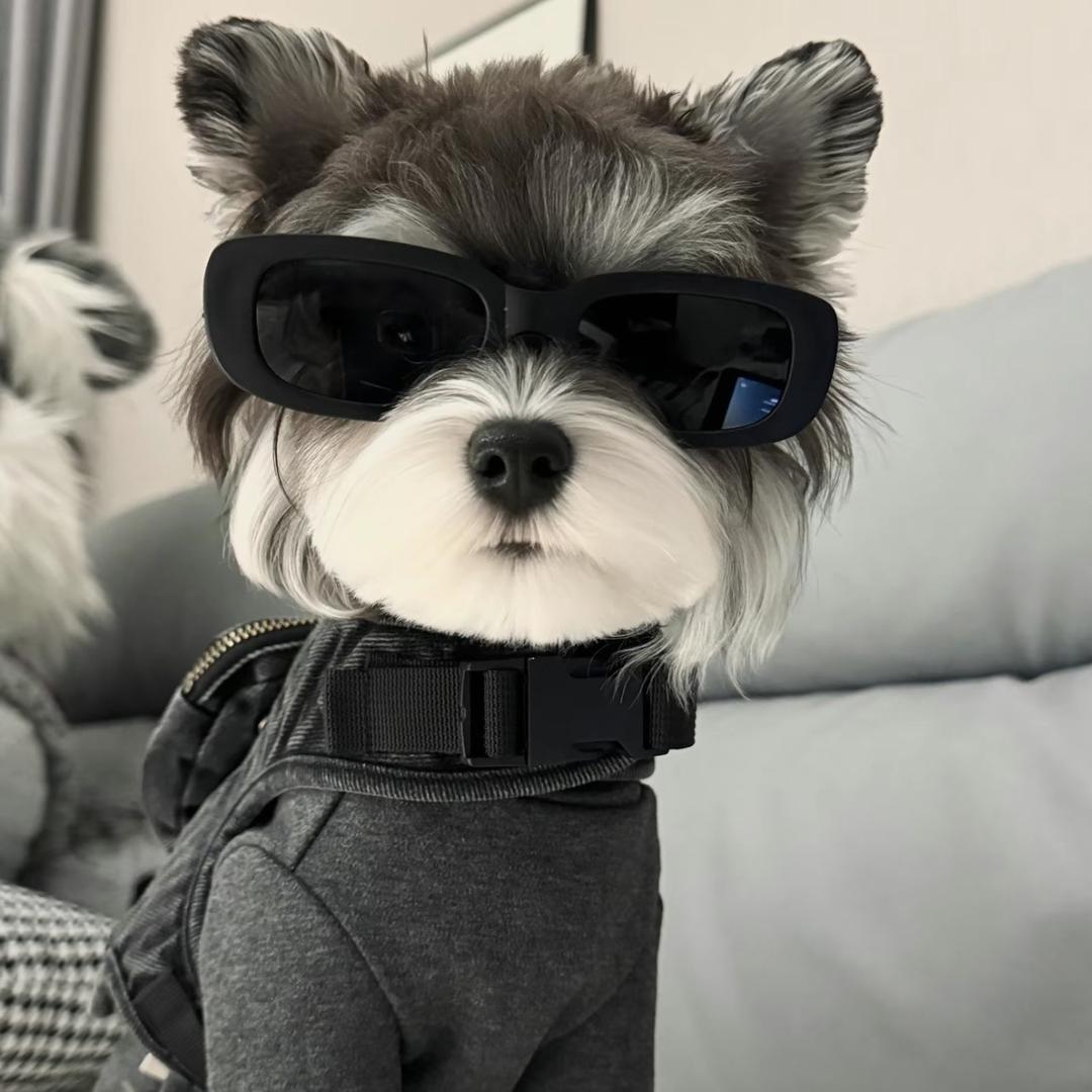 不爱打工的金牛_