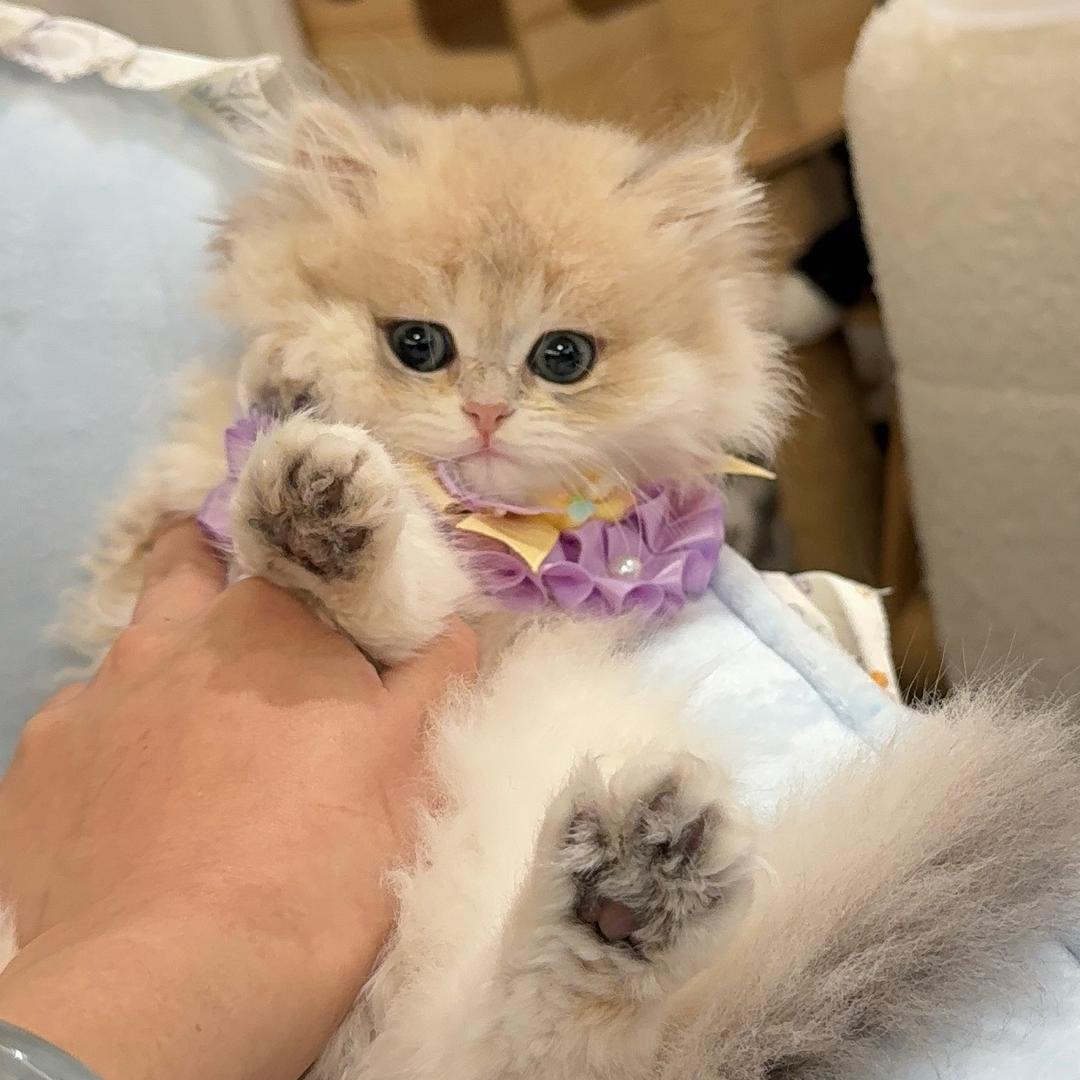 金喵猫舍猫咖·剧本杀·桌游卡牌（德思勤）