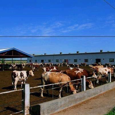 成都牛肉批发（一手货源）