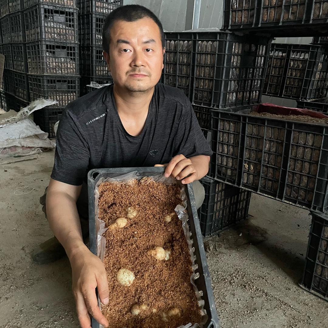 老胡种天麻