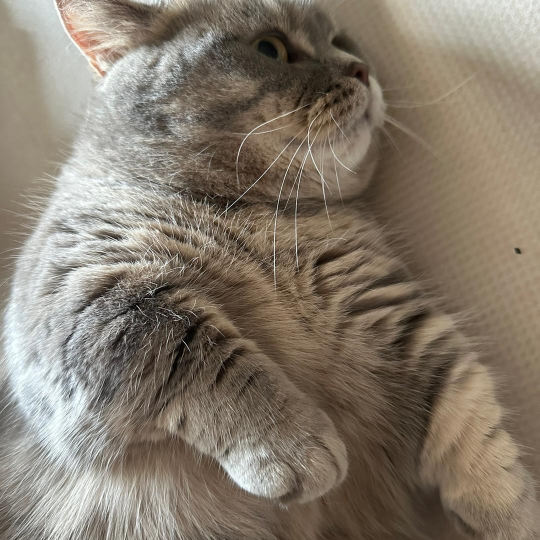 布丁是只小矮脚