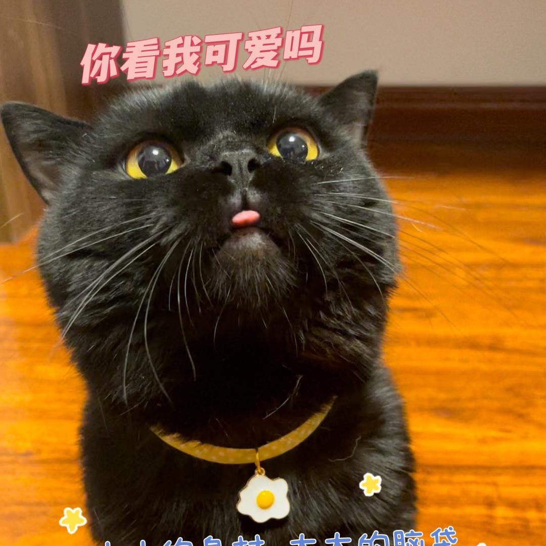 不太耀眼的路小灯🐈‍⬛