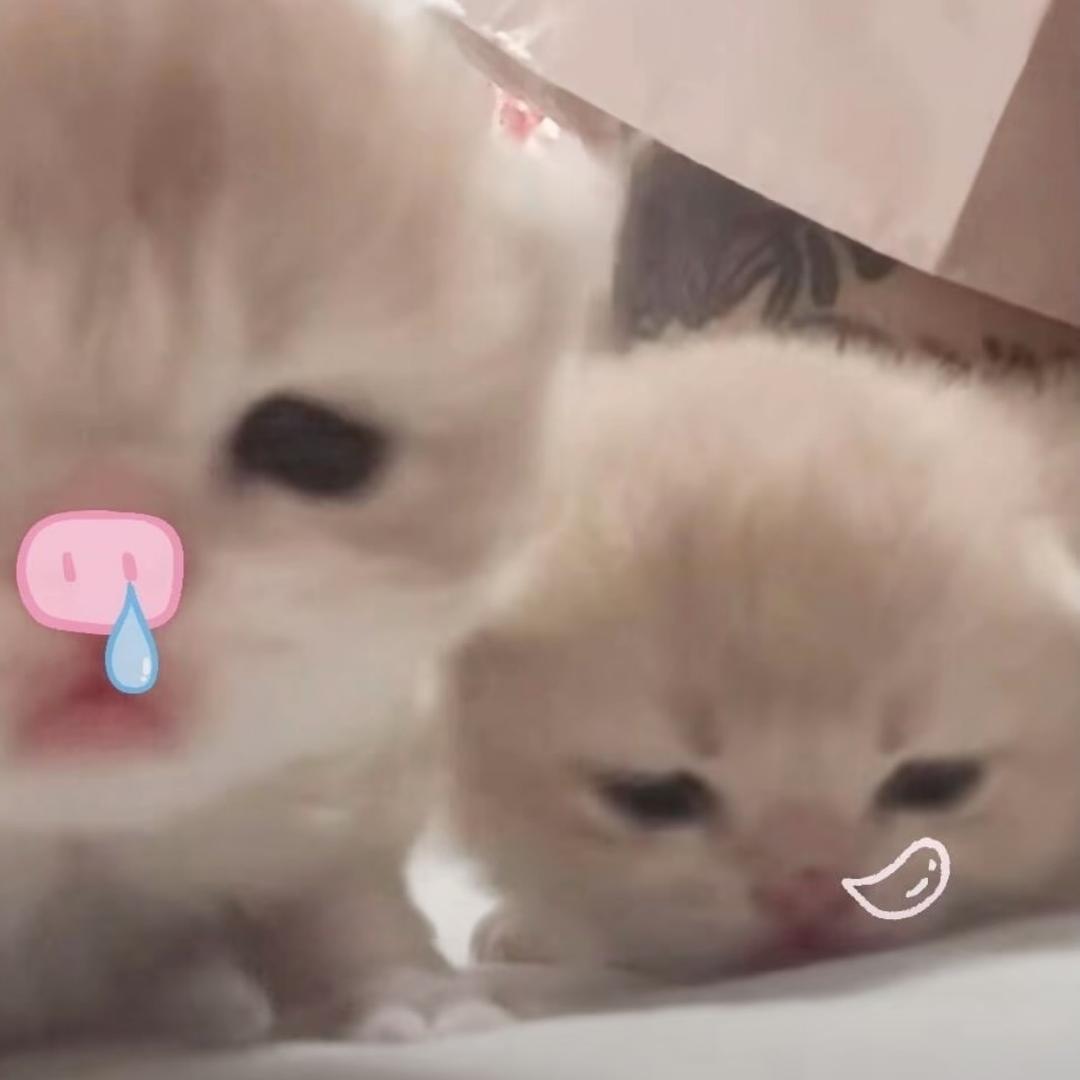陌小奕.