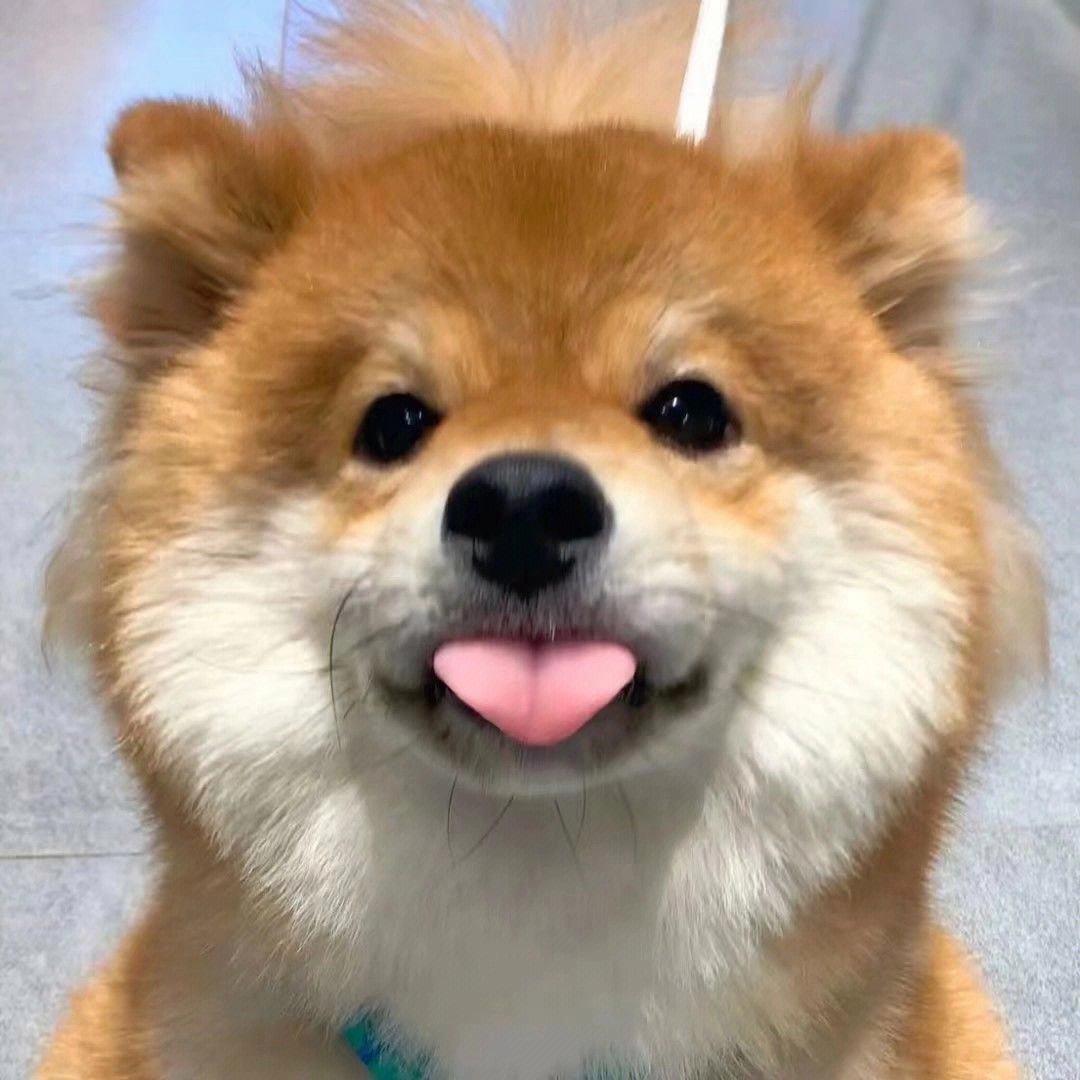 萌宠团长