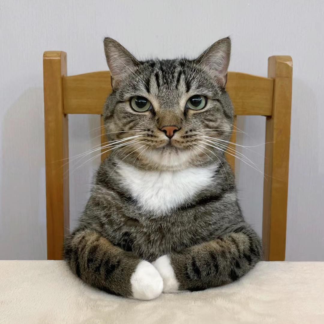 柴二十🐱