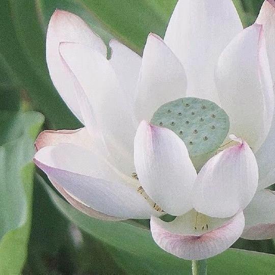 人生如茶、