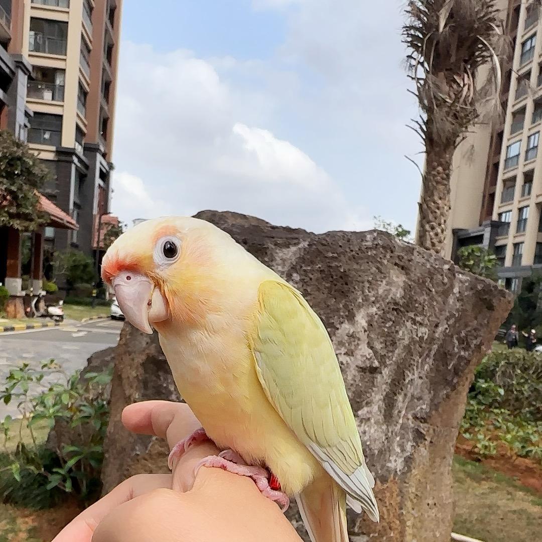 鹦姐吖