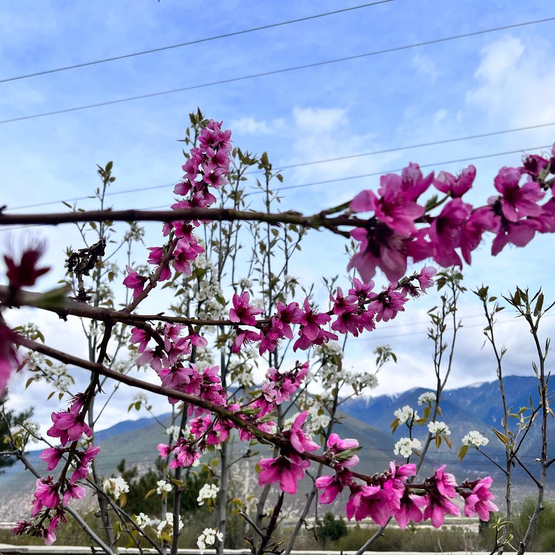 花开花落
