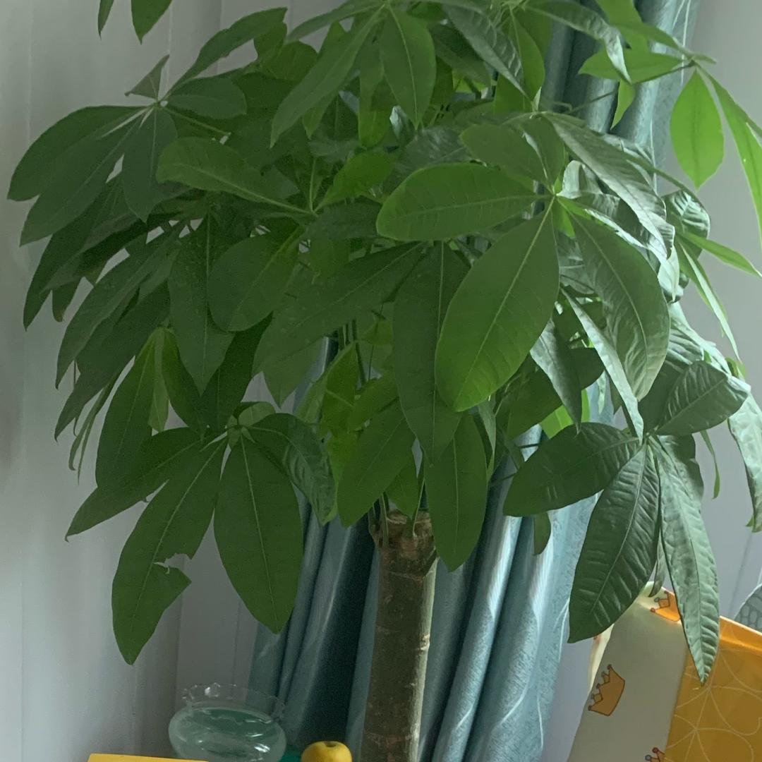 小清兔起航的日常头像