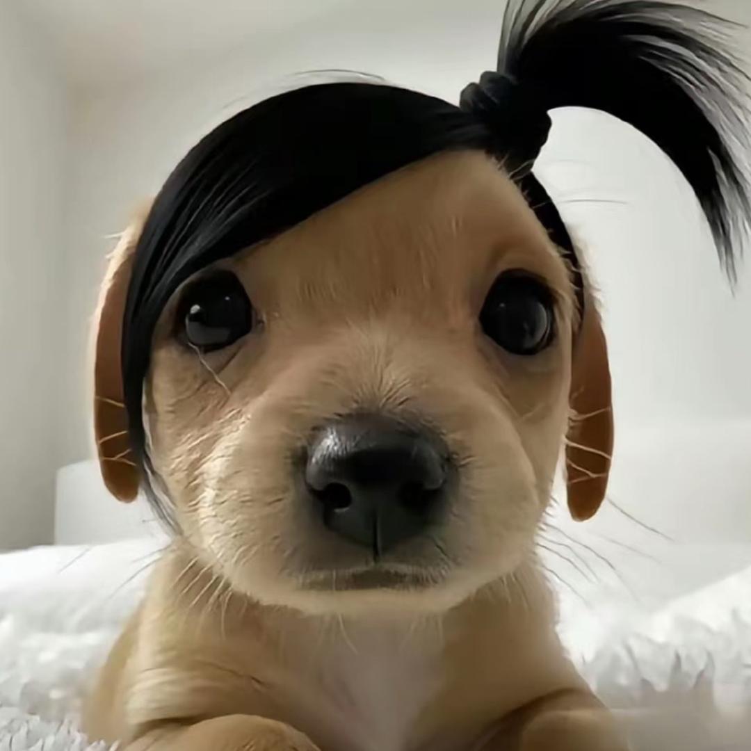 如果我开挖掘机你会爱我吗