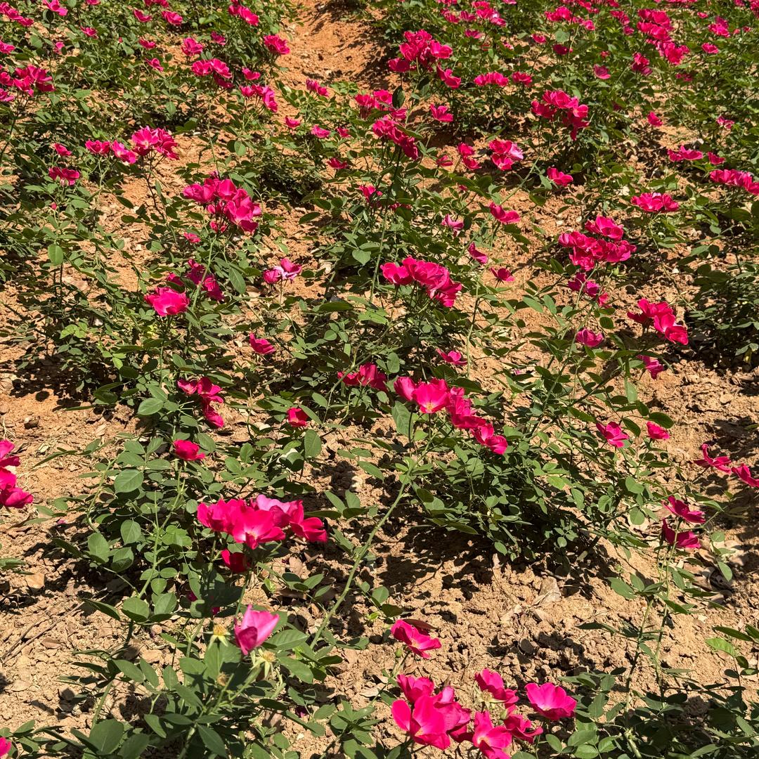 花散情已尽