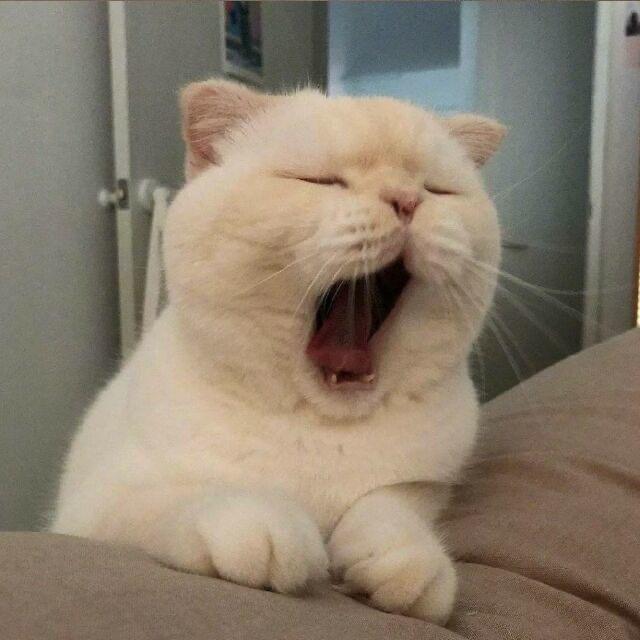 ㅤㅤ︋︋︋ㅤㅤ