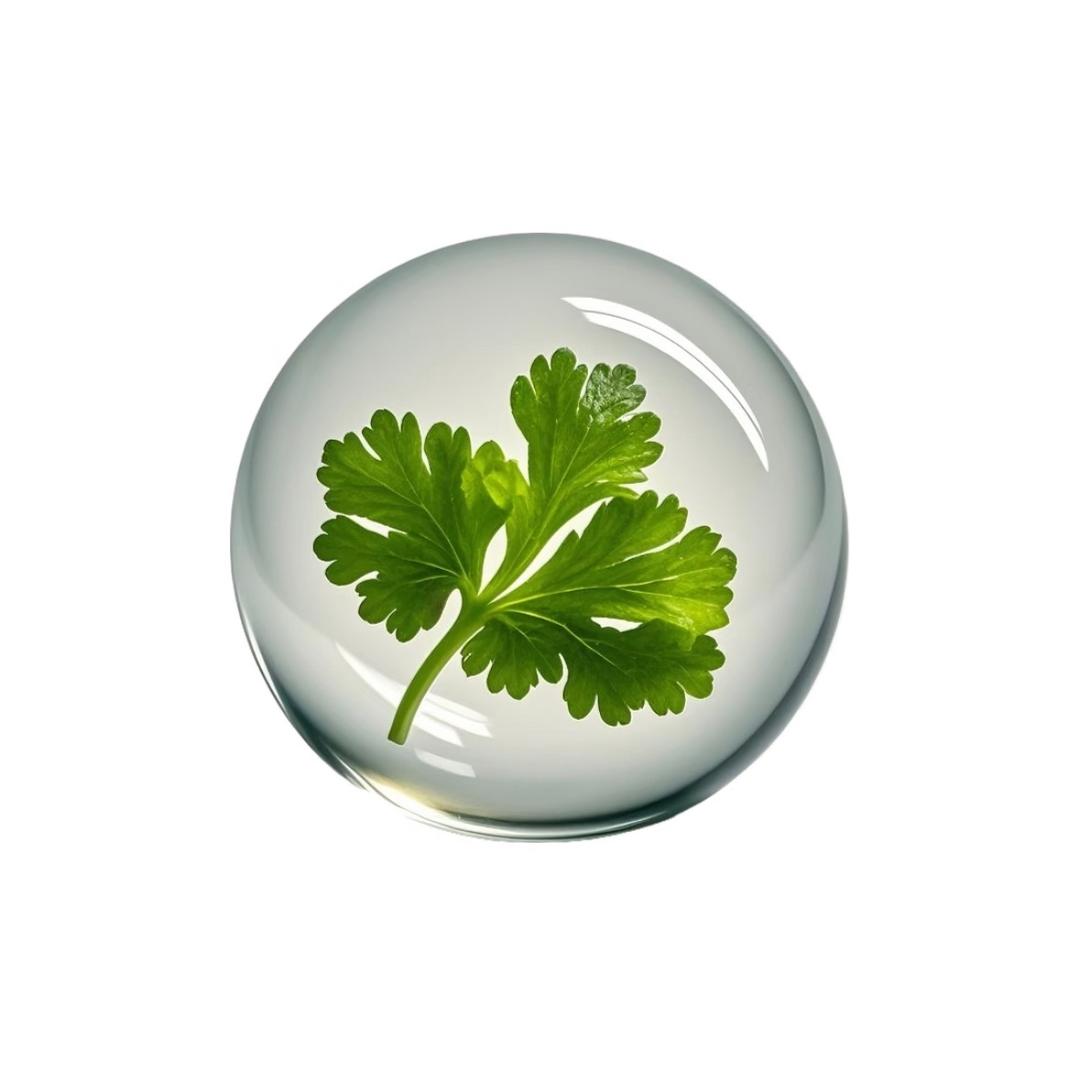 多吃香菜少吃亏