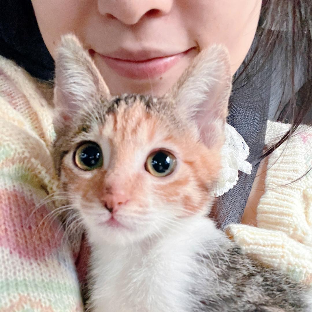 小猫幸福我发财