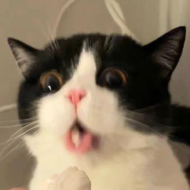 懒咩咩