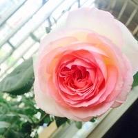 厚泽花卉