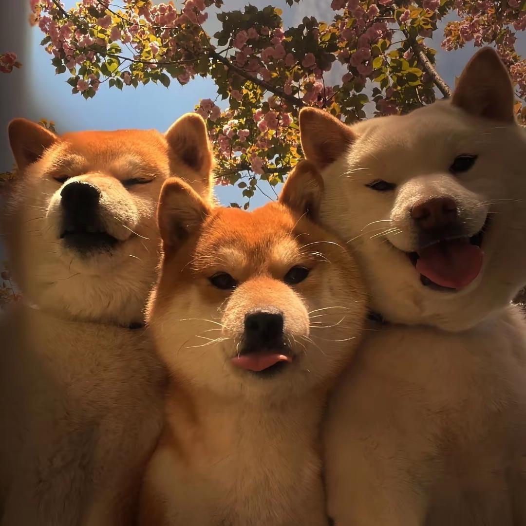 阳阳啊🍂🍁🍂