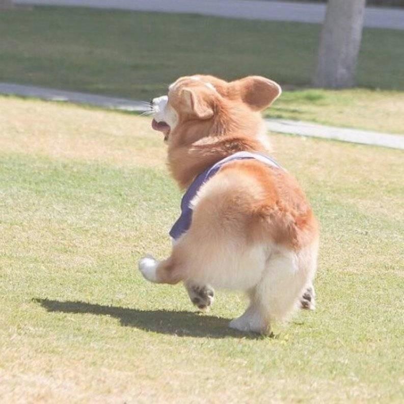 石哥