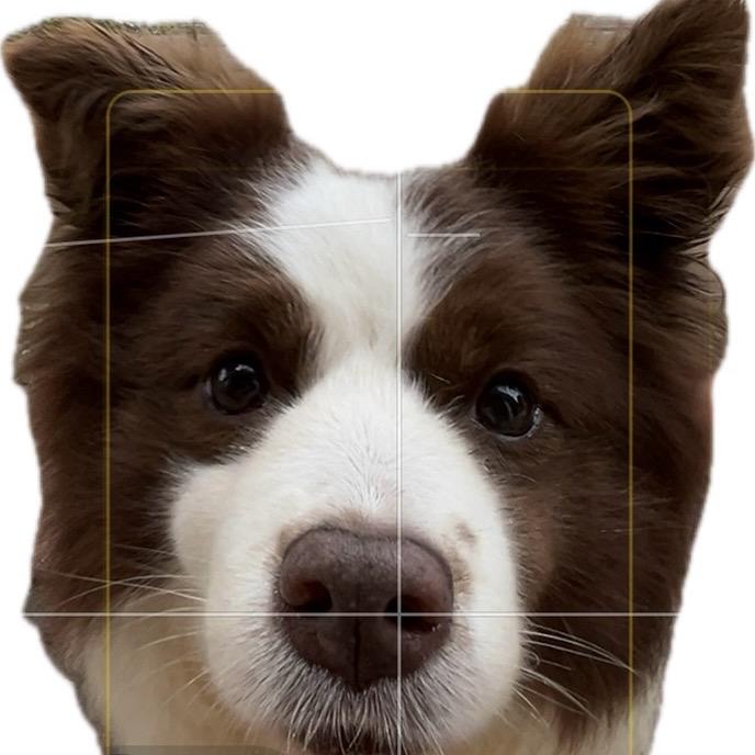 🐶夹心海苔