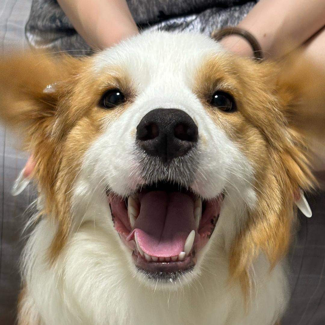 不正经的白老湿