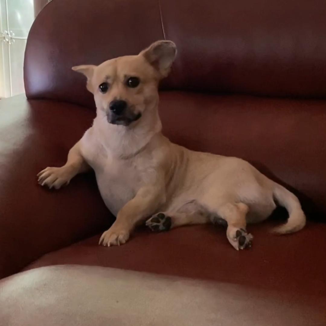 陈义涛0添加手工面