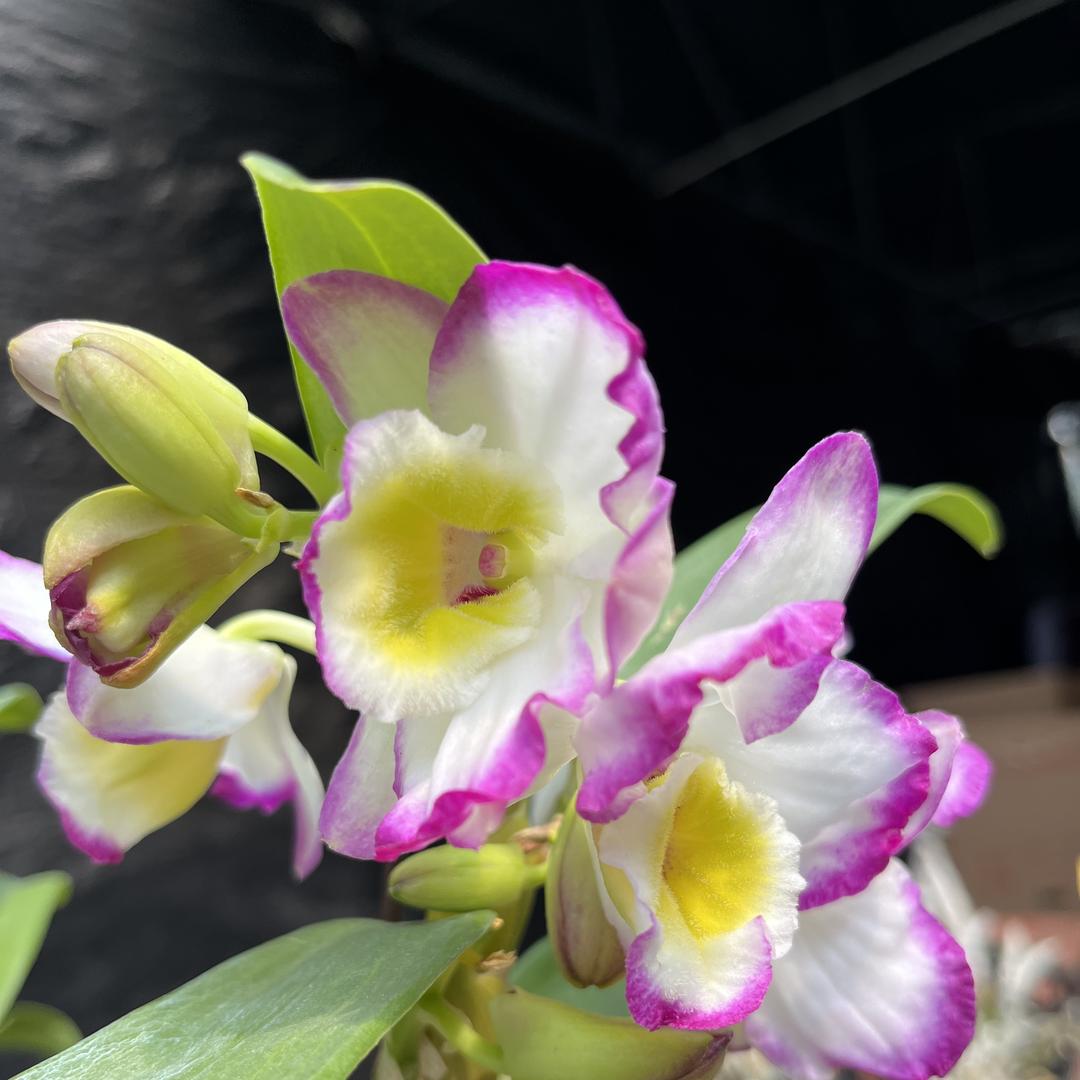 富贵花开花卉