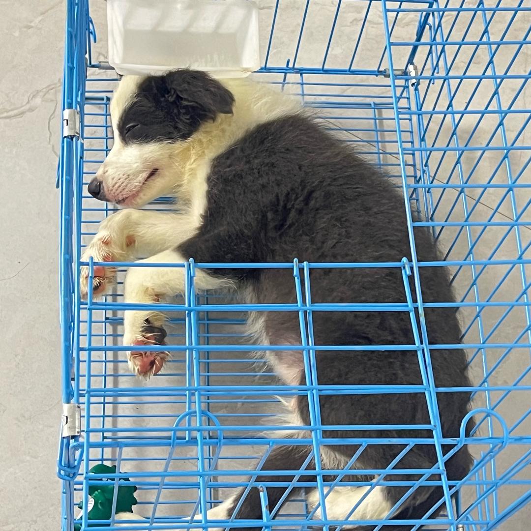边牧塔塔🐶