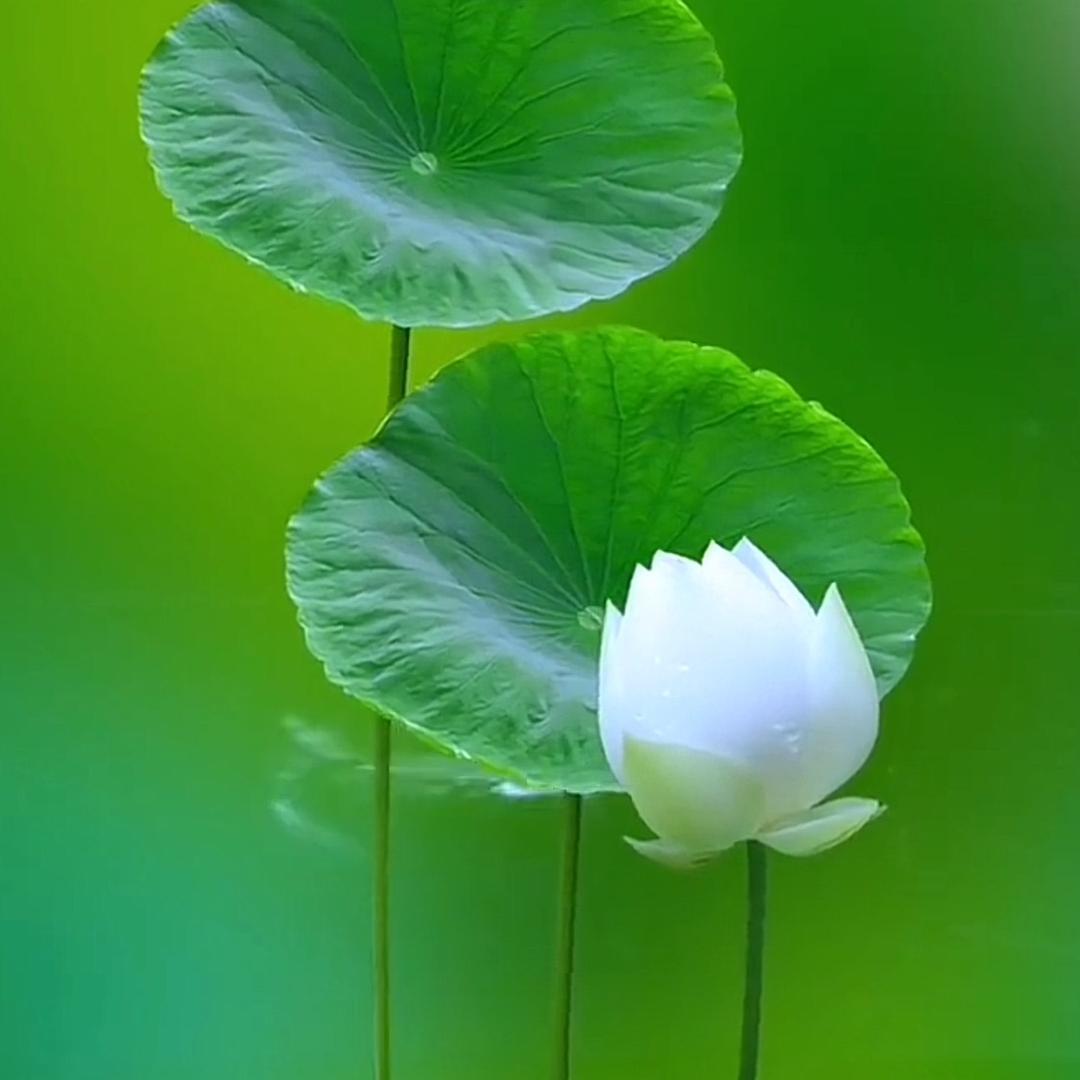 德陵居
