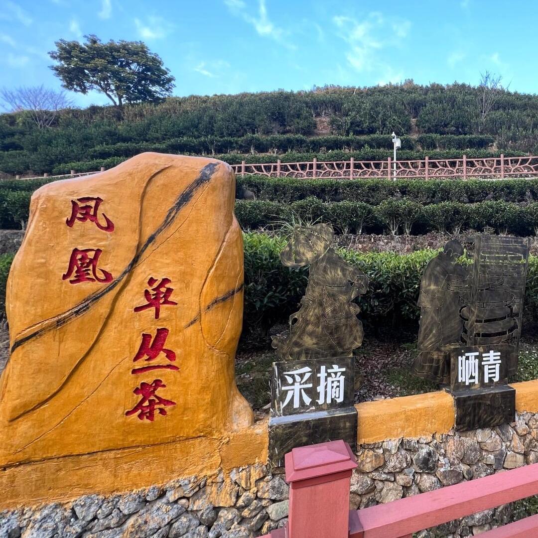 潮州凤昌茶业
