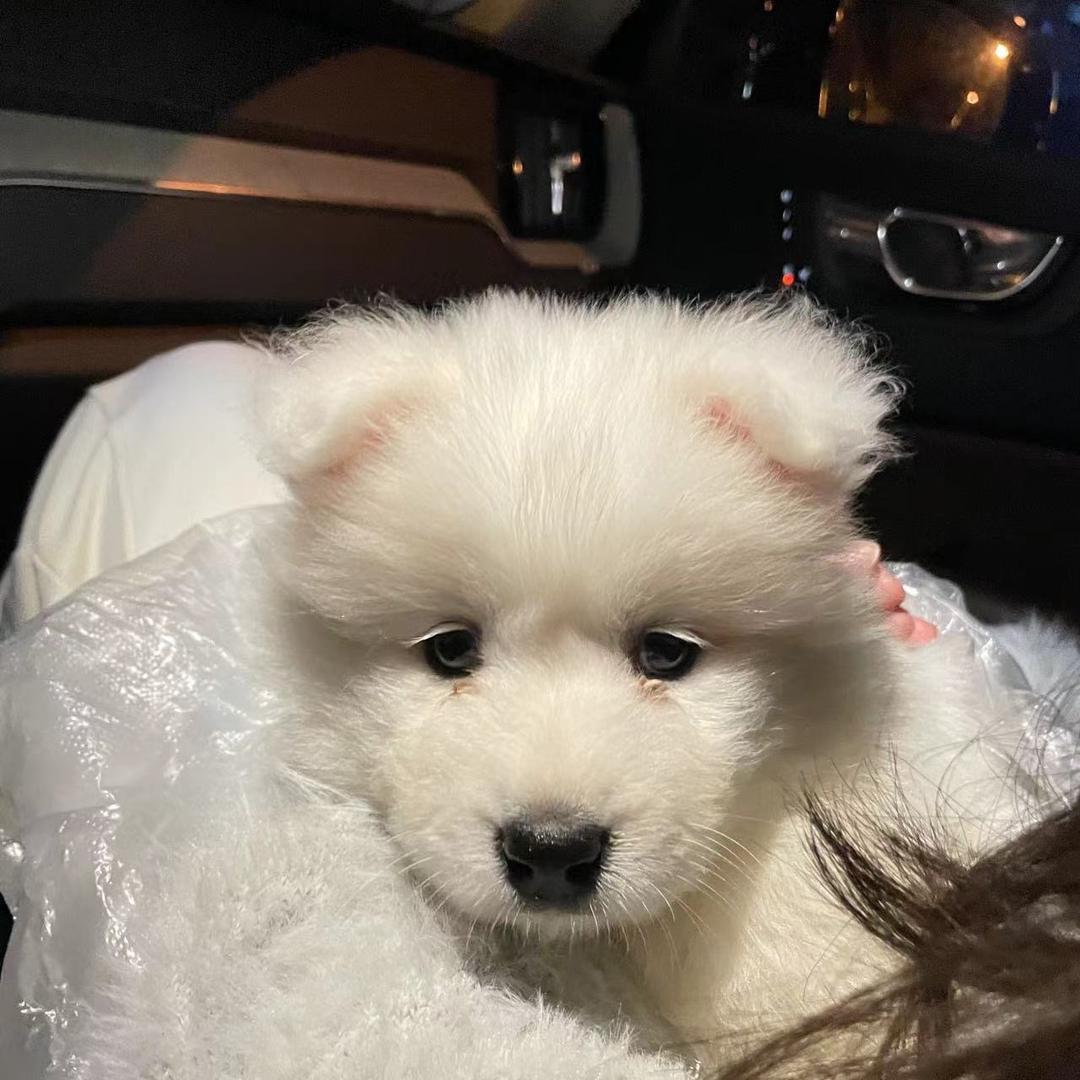 糯米萨摩