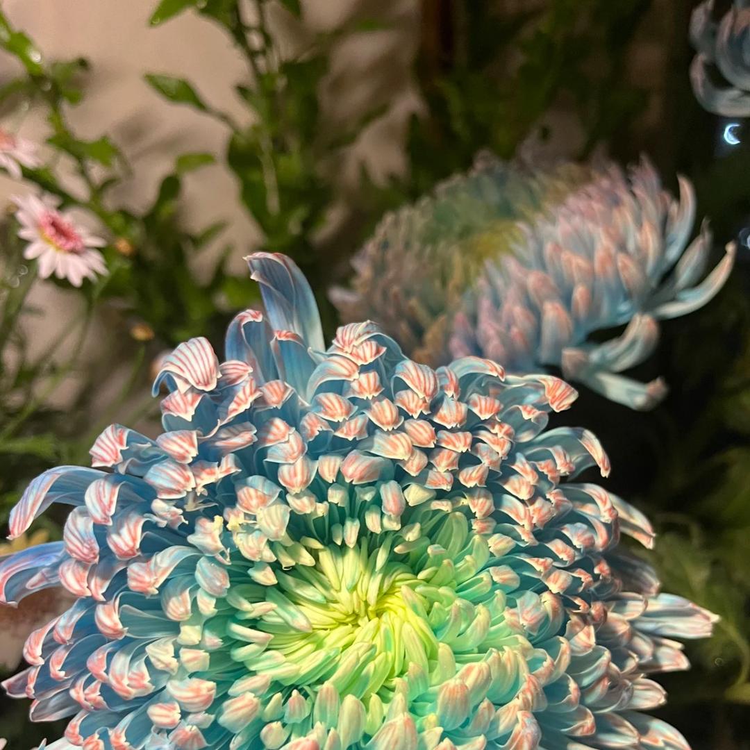 龙大哥