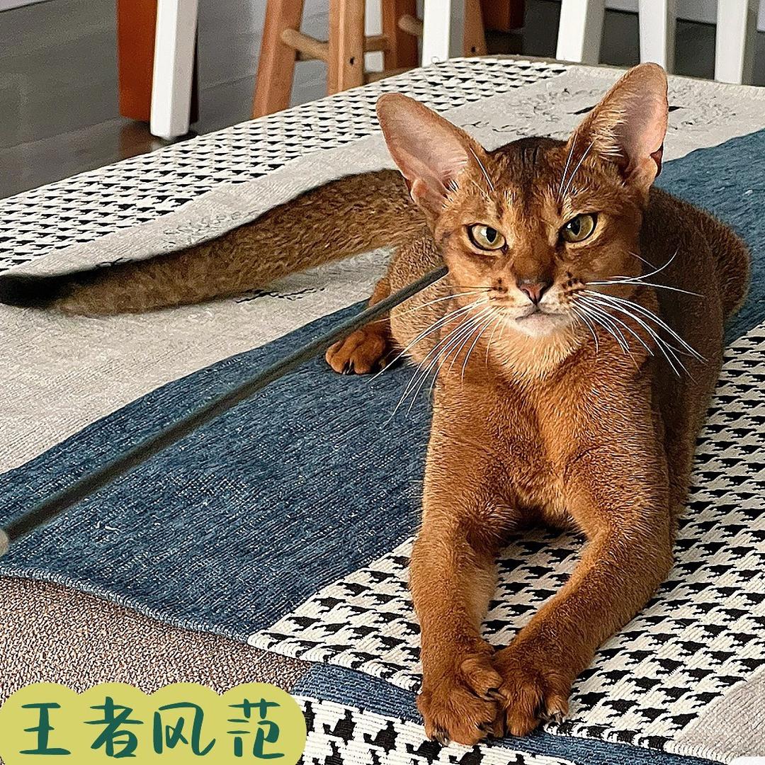 四哥护航的虐恋魂头像