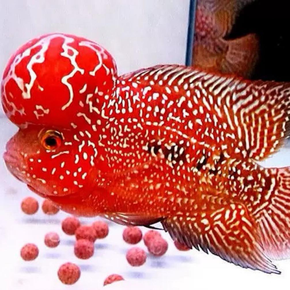 恒富罗汉鱼养殖场