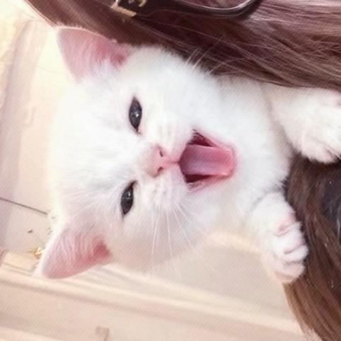 AAA专业套狗宇哥