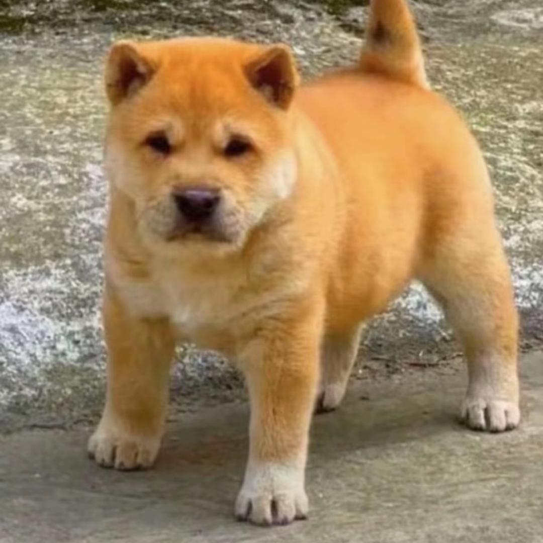 旺福萌宠