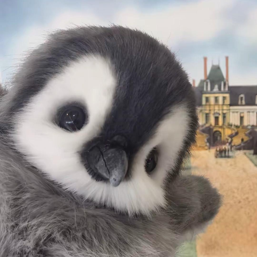 企鹅老师🐧