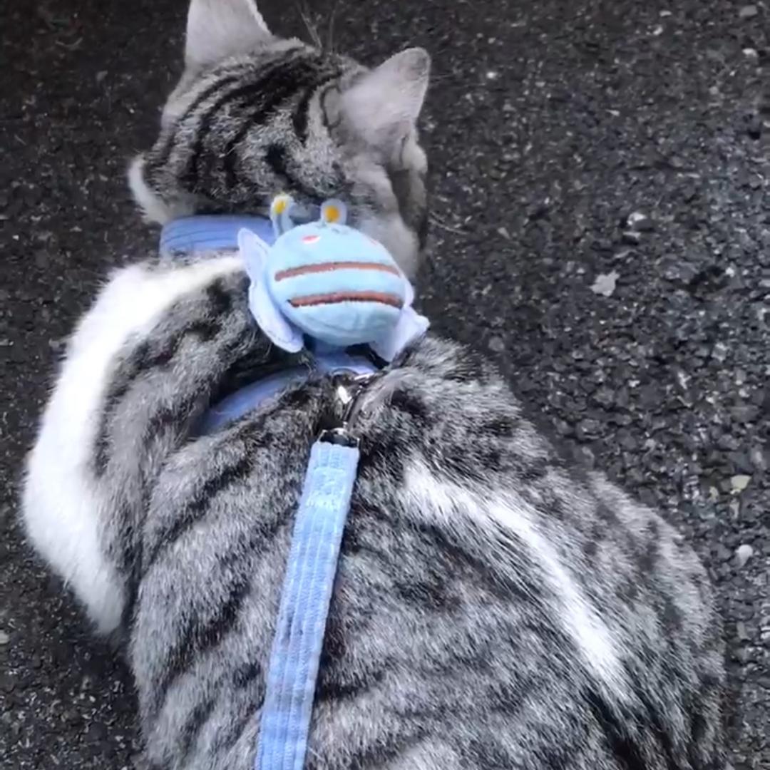 不遛就抑郁的十一🐱