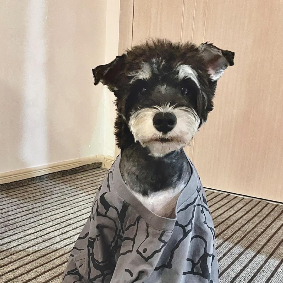 🐑羊大靖