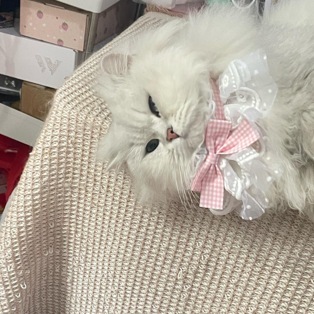 球仔麻