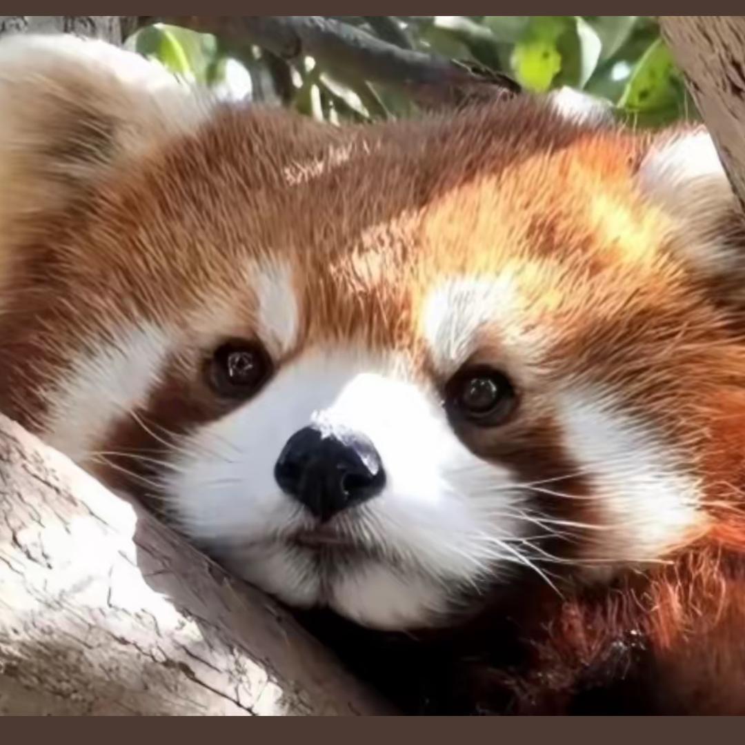 重来