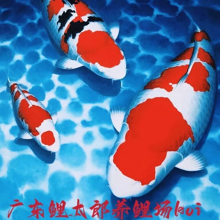 鲤太郎養魚場