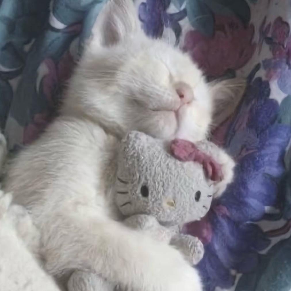 绝世猫猫侠