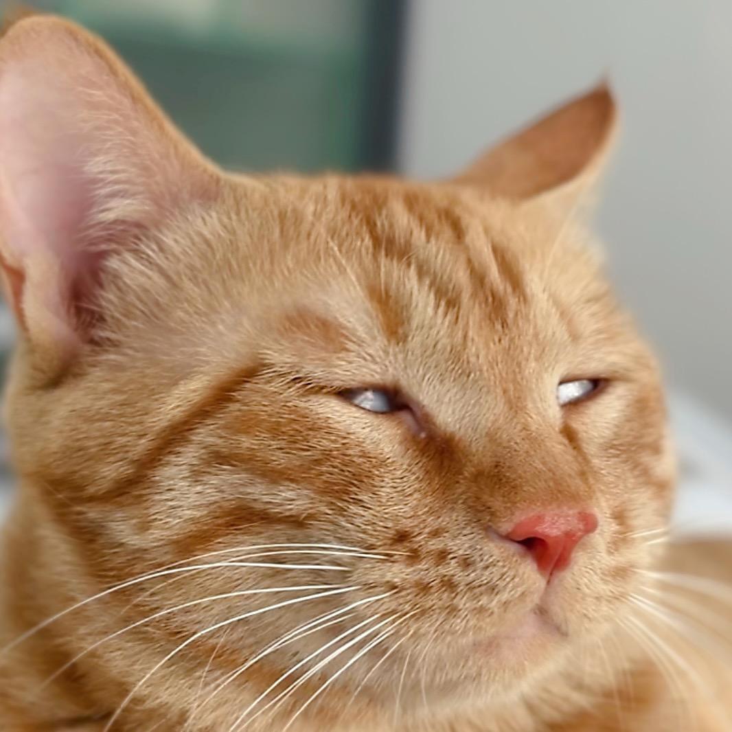 挞挞🐱