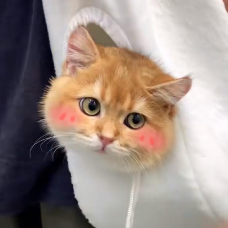 鱼丸吃猫啦