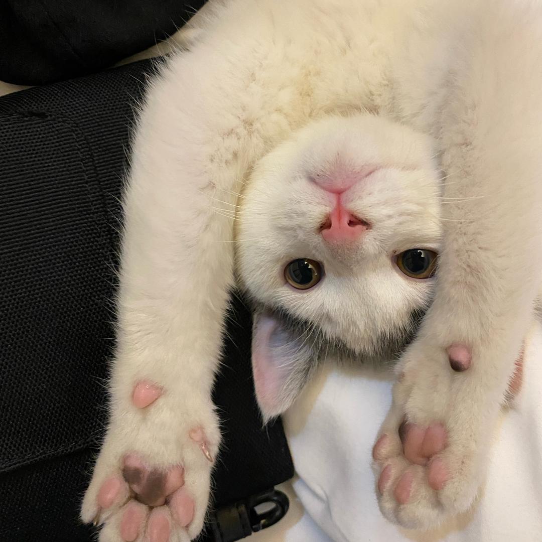 榆輛