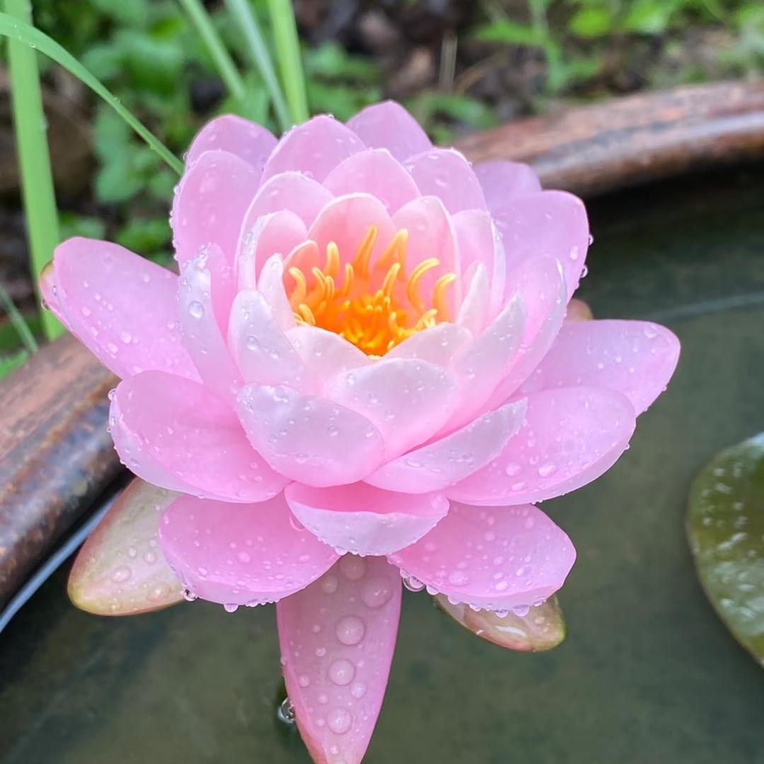 水彩画莲苑