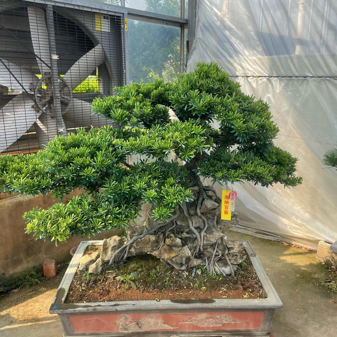 沭阳县花卉园艺经营部