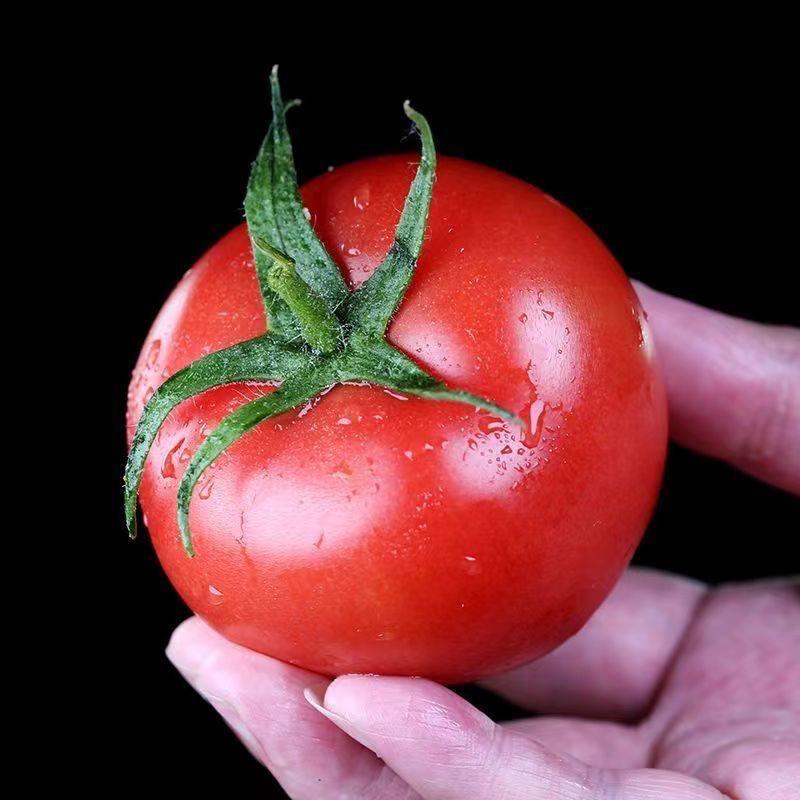 35^Tomatoo🔑