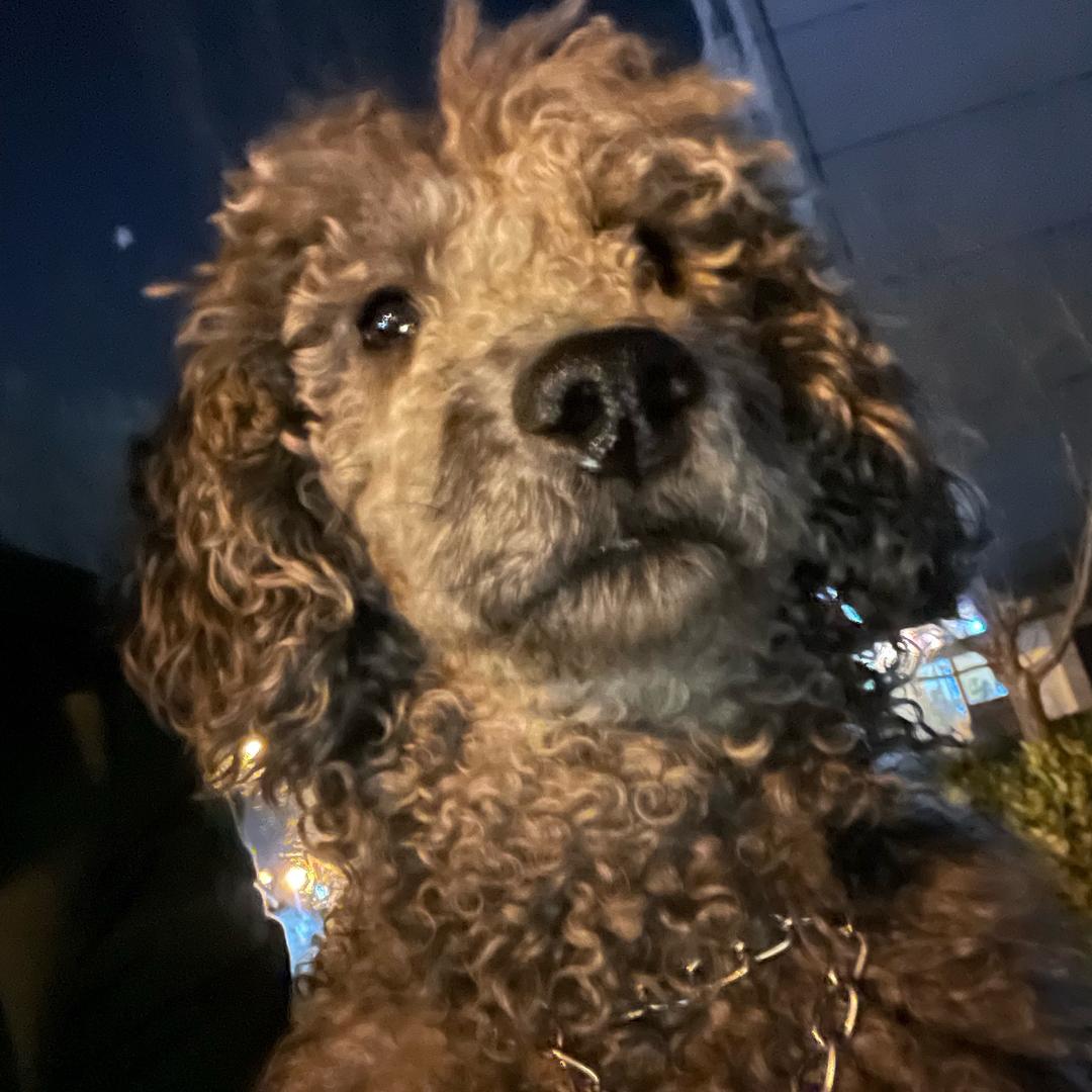 种花家的兔子想开坦克400
