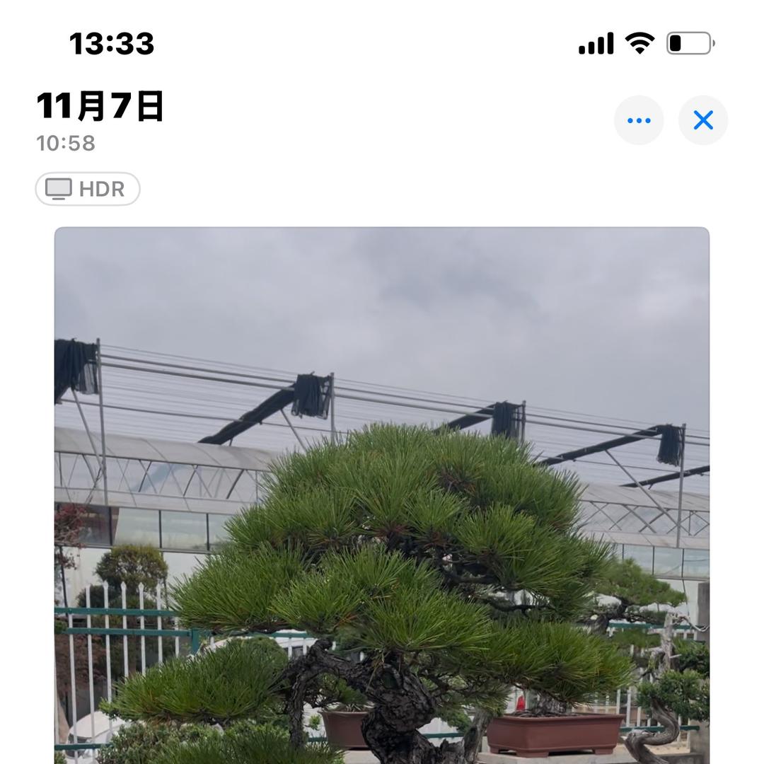 新起点花卉盆景